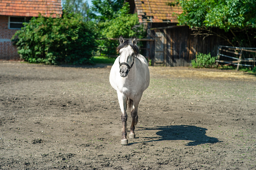 Asil Arabian mare (Asil means - this arabian horses are of pure egyptian descent) and her foal - about 14 days old on meadow. 