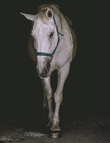 White horse standing in stable