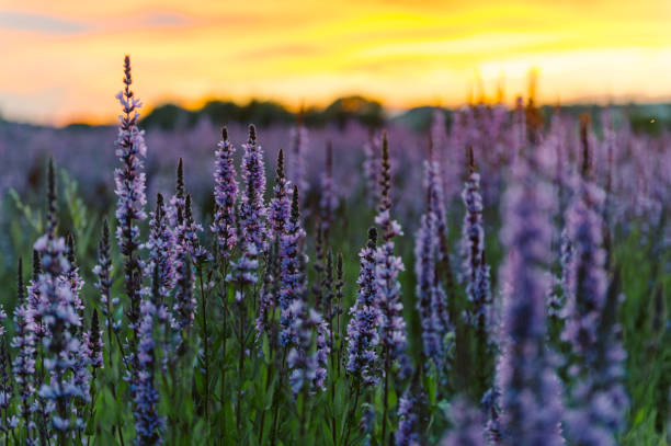 blick auf lavendelblüten im feld - vibrant color purple botany nature stock-fotos und bilder