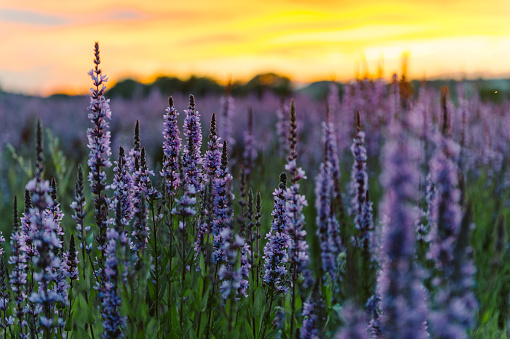 Close-up of lavender flowers blooming in field