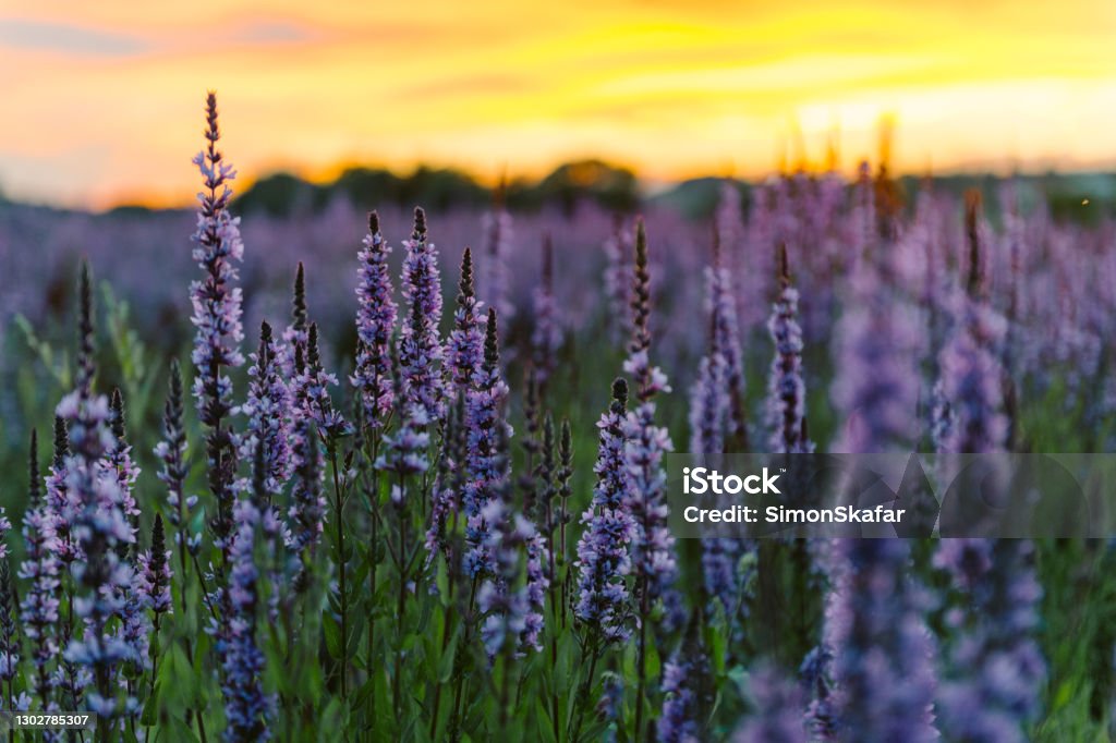 View of lavender flowers in field Close-up of lavender flowers blooming in field Flower Stock Photo
