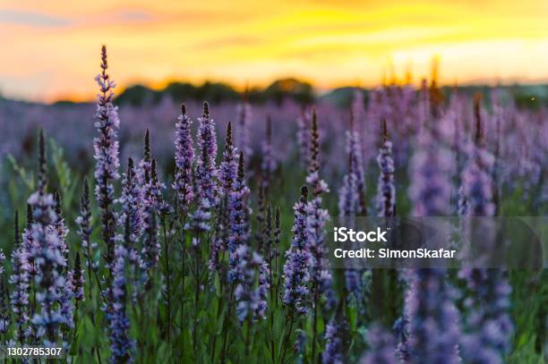 View Of Lavender Flowers In Field Stock Photo - Download Image Now - Flower, Lavender - Plant, Springtime