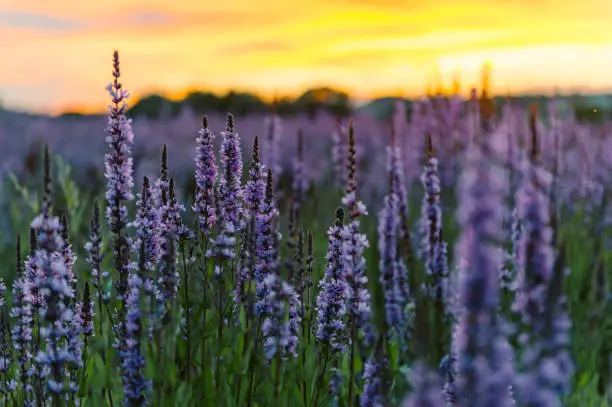 Photo of View of lavender flowers in field