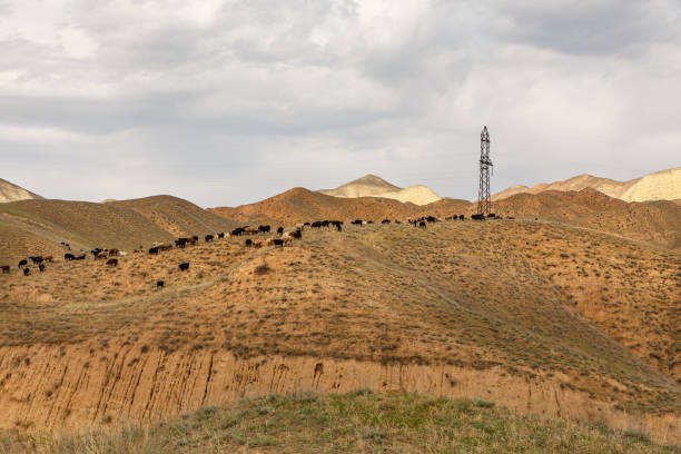 istock Flock of sheep in the mountains 1302785393