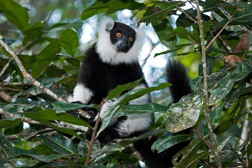 Black and white Ruffed Lemur Varecia variegata