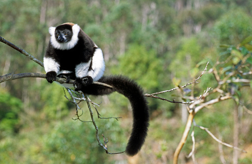 Black and white Ruffed Lemur Varecia variegata