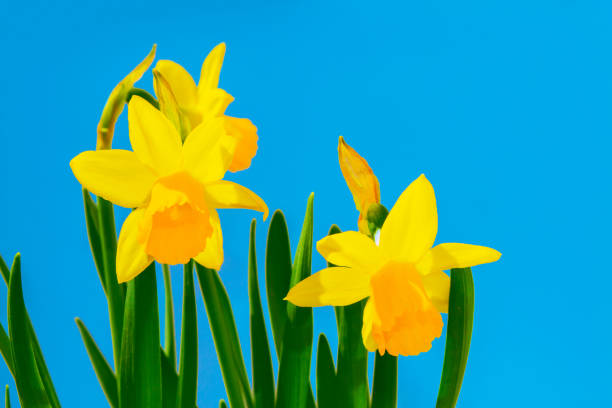 istock Bright and colorful flowers 1302787212