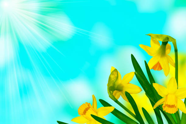 istock Bright and colorful flowers 1302787213
