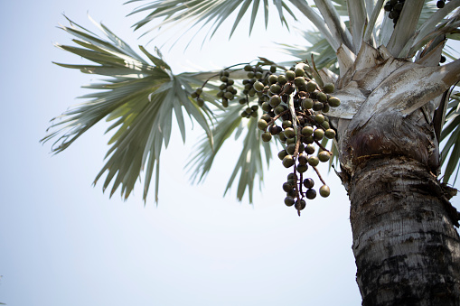 palm power fruit tree antioxidant food raw material