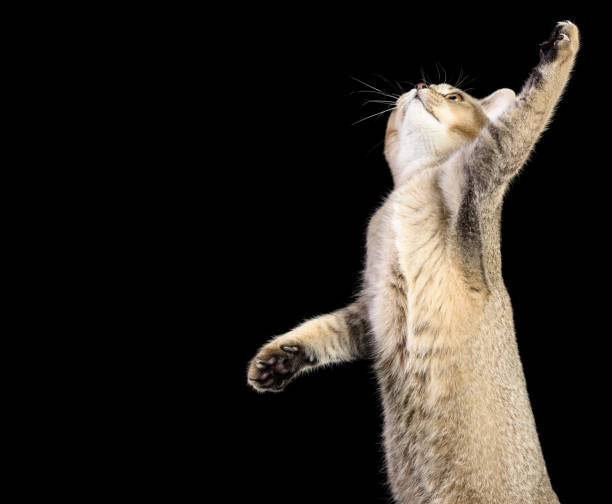 istock gray kitten Scottish straight chinchilla on a black background 1302790256