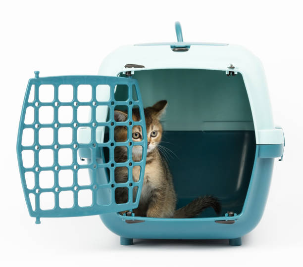 istock large plastic carrier cage for cats and dogs on white background 1302790430