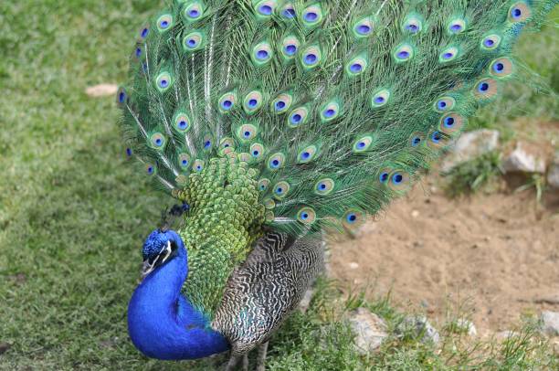 peafowl walks on the green grass. Beautiful peacock