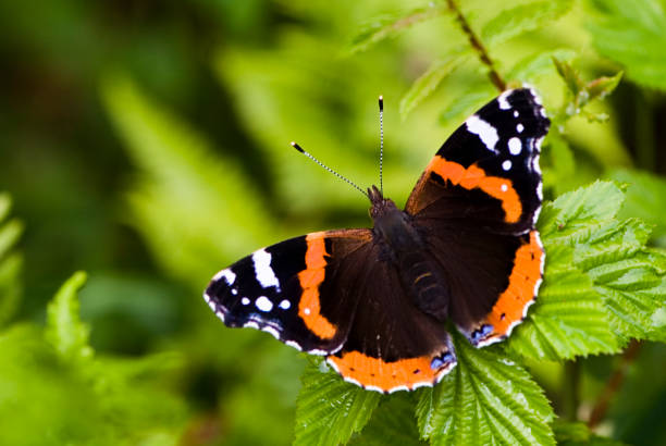 Admiral Butterfly Admiral Butterfly Vanessa atalanta vanessa atalanta stock pictures, royalty-free photos & images