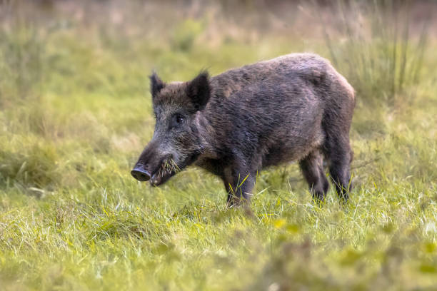 istock Wild boar foraging in grassland at dusk 1302791838