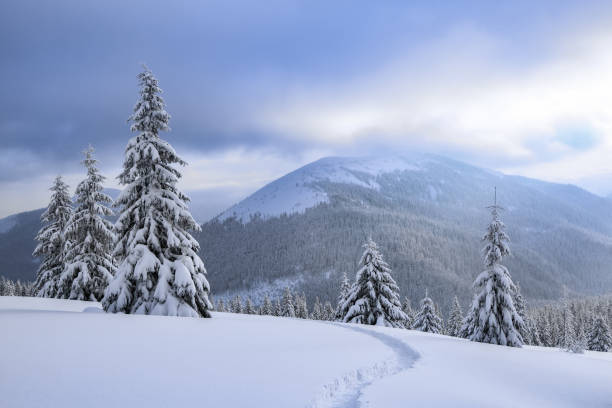 istock Nature winter scenery. High mountain. On the lawn covered with snow there is a trodden path leading to the forest. Snowy background. Location place the Carpathian, Ukraine, Europe. 1302792128