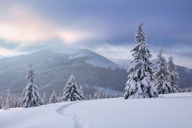 istock Nature winter scenery. High mountain. On the lawn covered with snow there is a trodden path leading to the forest. Snowy background. Location place the Carpathian, Ukraine, Europe. 1302792239
