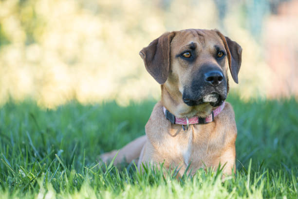 istock Brown dog portrait at garden 1302793176