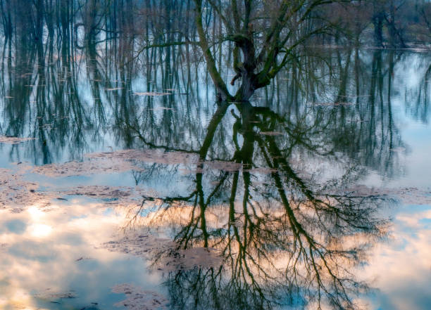istock Reflections of trees in a lake during sunset 1302793214