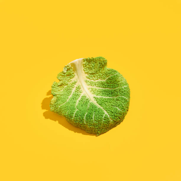 MINIATURE GREEN CABBAGE AGAINST WHITE BACKGROUND