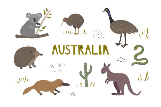 Cute hand drawn set with australian animals. Kangaroo, koala and platypus. Kiwi, echidna and ostrich. Cute hand drawn set with australian animals. Kangaroo, koala and platypus. Kiwi, echidna and ostrich. Vector illustration kiwi bird stock illustrations