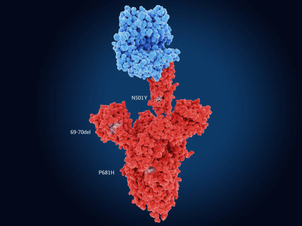 Main mutation sites of the UK COVID-19 variant Main mutation sites of the UK variant B.1.1.7. The spike protein (red) is bound to the angiotensin converting enzyme 2 (blue). Source: PDB entry 6cs2. b117 covid 19 variant photos stock pictures, royalty-free photos & images