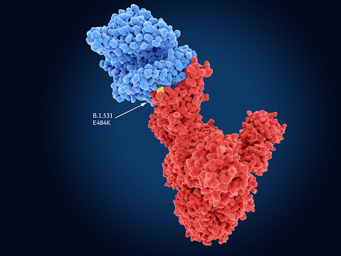 Main mutation site of the coronavirus variant B.1.531 emerged in South Africa. The spike protein (red) is bound to the angiotensin converting enzyme 2 (blue). The mutation is at the amino acid position 484 (yellow). Source: PDB entry 6cs2.