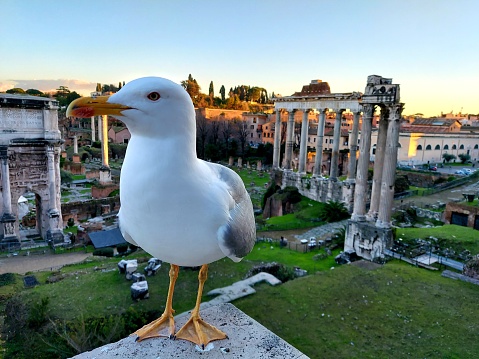 Seagull among the ancient ruins in the center of Rome, Italy.
