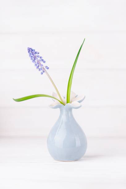 istock Delicate blue grape hyacinth flower in a vase 1302794928