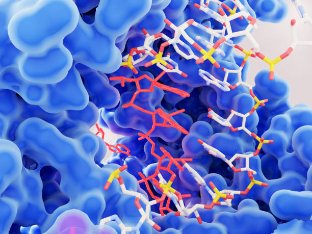 istock Remdesivir blocking the SARS-CoV-2 replication, active site of the RNA dependent RNA polymerase 1302795616