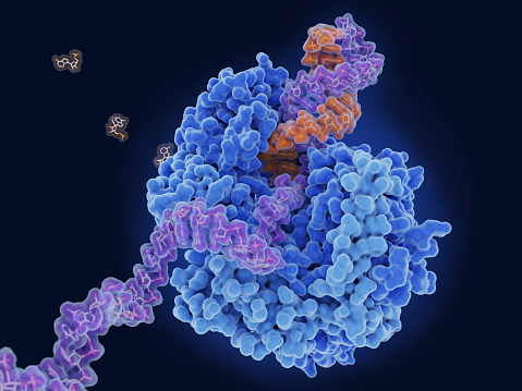 The RNA dependent RNA polymerase (RdRP, blue) of catalyzes the replication of the viral RNA from an RNA template (violet) producing a complementary RNA strand (orange) by attachment of single ribonucleosides. Source: PDB entry 7l1f.