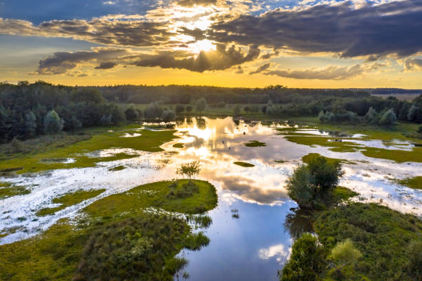 vista aérea da cena pantanosa em drenthe - reserva selvagem - fotografias e filmes do acervo
