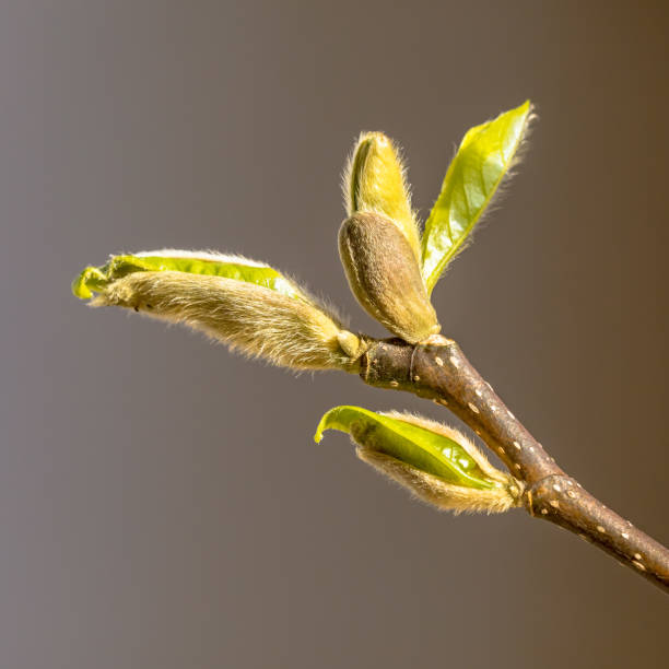 istock Fresh buds of leaves in april 1302796905