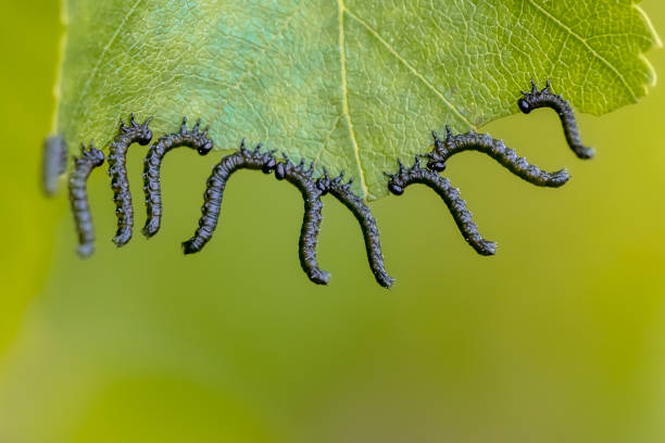 Group of caterpillars eating a leaf