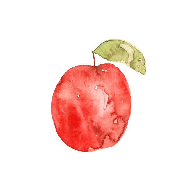 istock Watercolor hand drawing red apple with leaf isolated on white background. Autumn fruit. Vitamins, healthy food. Garden, forest. 1302798846