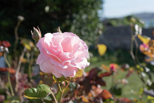 istock Pink rose in garden in summer afternoon sunlight 1302798901