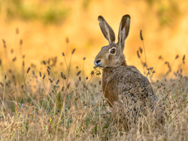 Lepus. Wild European brown hare on orange background