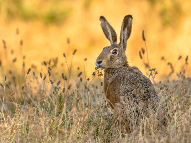 Lepus. Wild European brown hare on orange background Lepus. Wild European brown hare (lepus europeus) Close-Up On orange Background. Wild Hare With Yellow Eyes, Eating Clover in Grass Under The Morning Sun. Muzzle Of European Brown Hare Among Flowering Wheat hare stock pictures, royalty-free photos & images