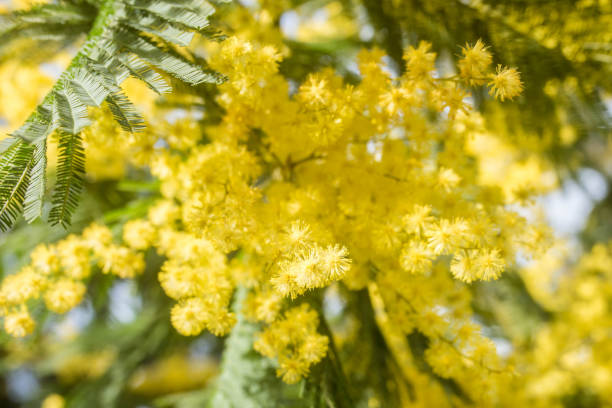 istock beautiful mimosa in bloom close-up 1302799884