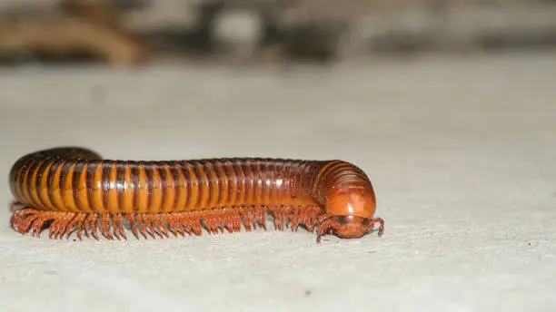 Photo of big millipede many leg rolling body walking on concrete floor. species animal zoom face brown color.