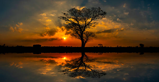 istock Panorama silhouette tree in africa with sunset.Tree silhouetted against a setting sun reflection on water.Typical african sunset with acacia trees in Masai Mara, Kenya. 1302801757