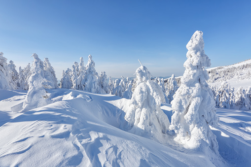 Beautiful landscape on the cold winter day. Spruce trees in the snowdrifts. High mountain. Lawn and forests. Snowy background. Nature scenery. Location place the Carpathian, Ukraine, Europe.