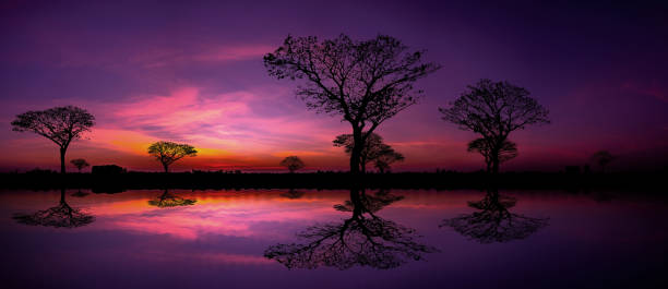 istock Panorama silhouette tree in africa with sunset.Tree silhouetted against a setting sun reflection on water.Typical african sunset with acacia trees in Masai Mara, Kenya. 1302801788