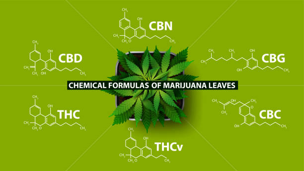 Chemical formulas of natural cannabinoids, green poster with Chemical formulas of cannabinoids and plant of cannabis, top view Chemical formulas of natural cannabinoids, green poster with Chemical formulas of cannabinoids and plant of cannabis, top view thc stock illustrations