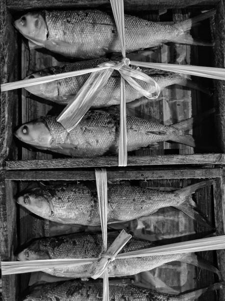 Milkfish is a popular food fish in Southeast Asia