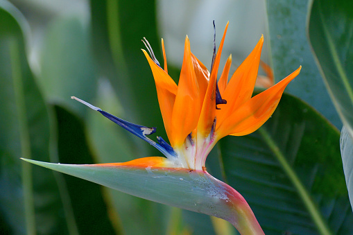 Bird of paradise flowers ( Strelitzia ) in park on sunny spring day