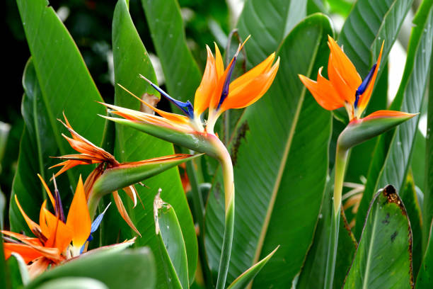 strelitzia reginae / kranichblüte / paradiesvogel - sepal stock-fotos und bilder