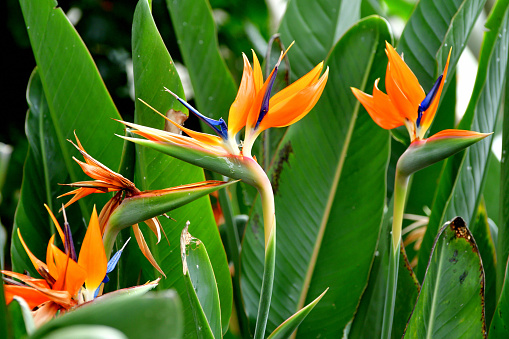 Strelitzia reginae / Flor de grulla / Pájaro del paraíso photo