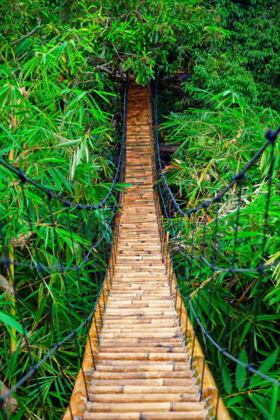 Suspension pedestrian bridge made from natural bamboo Traditional construction suspension pedestrian bridge made from natural bamboo. Cable bridge crossing river in tropical jungle. Footbridge over treetops and green bamboo thickets bamboo bridge stock pictures, royalty-free photos & images
