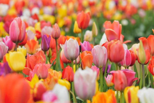 istock Multicolored tulip background in a park in Holland 1302806665