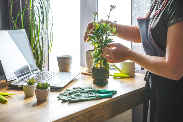 Garden.gardening home. Girl replanting green pasture in home garden.indoor garden,room with plants banner Potted green plants at home, home jungle,Garden room gardening, Plant room, Floral decor. jardín.casa de jardinería. niña replantando pastos verdes en el jardín del hogar.jardín interior, habitación con plantas banner plantas potted plantas verdes en casa, selva casera, jardinería de la habitación del jardín, sala de plantas, decoraci�